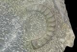 Anetoceras Ammonite With Small Trilobite Head #67716-2